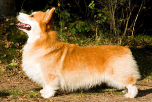Bobert